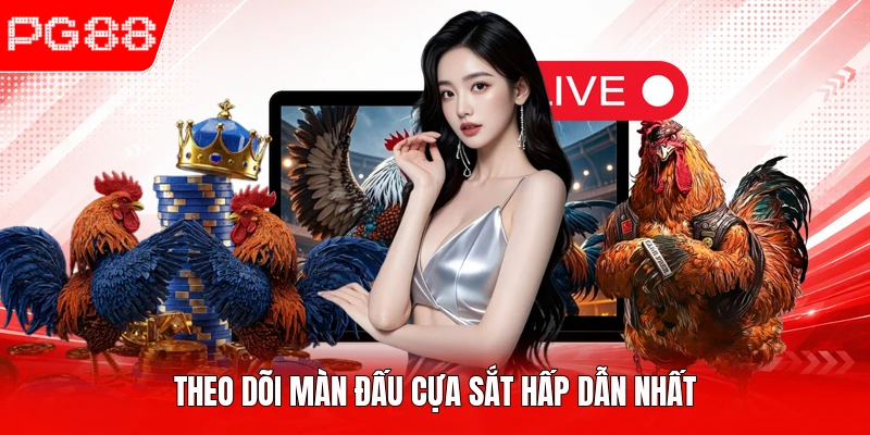Theo dõi màn đấu cựa sắt hấp dẫn nhất